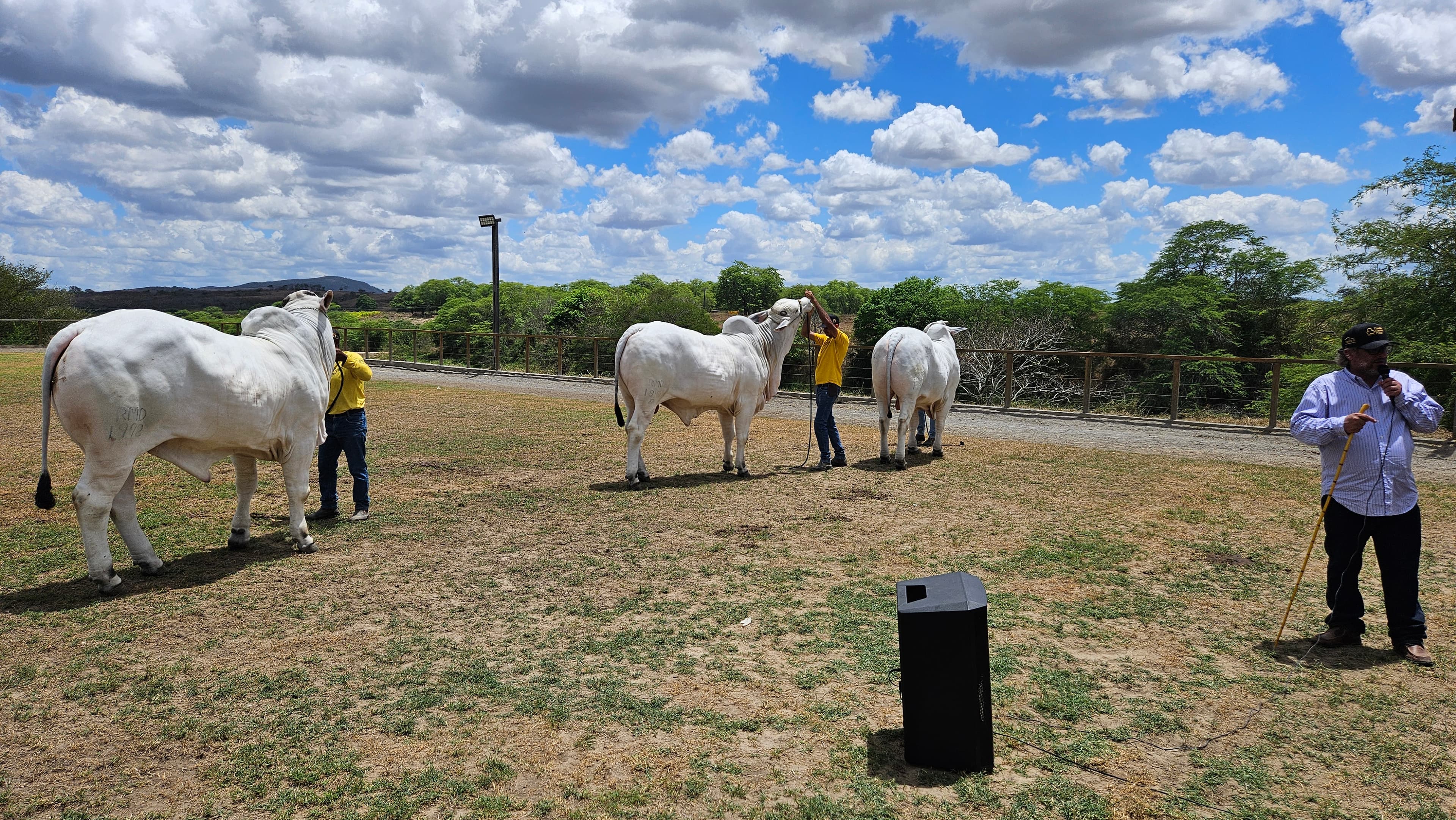 Galeria Carlos Marino