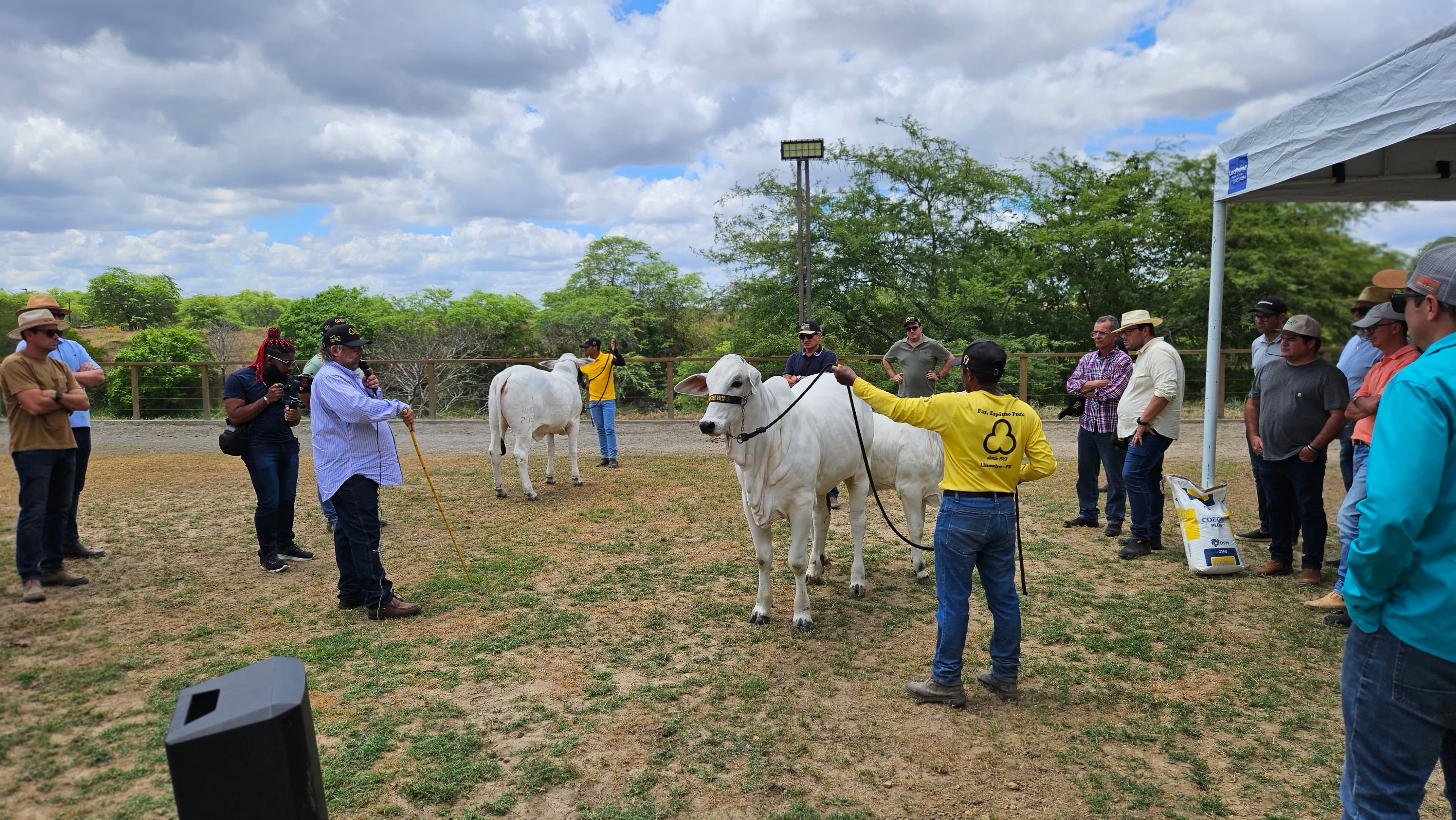 Galeria Carlos Marino