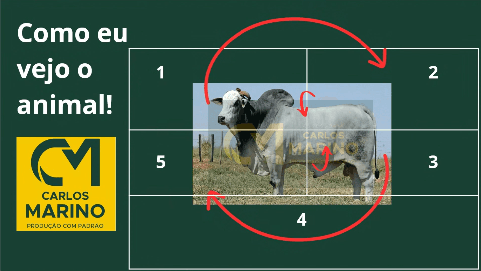 Animal Nelore dividido em 5 quadrantes — Método dos 5 Quadrantes